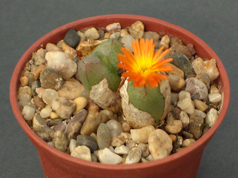 conophytum x marierianum 1655.jpg
