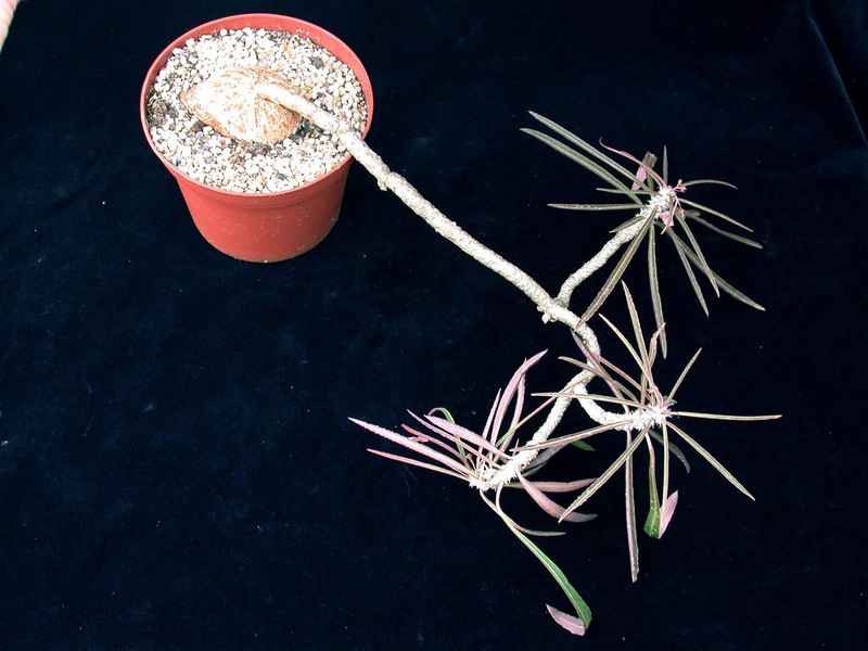 euphorbia ambovombensis aff.nw 01