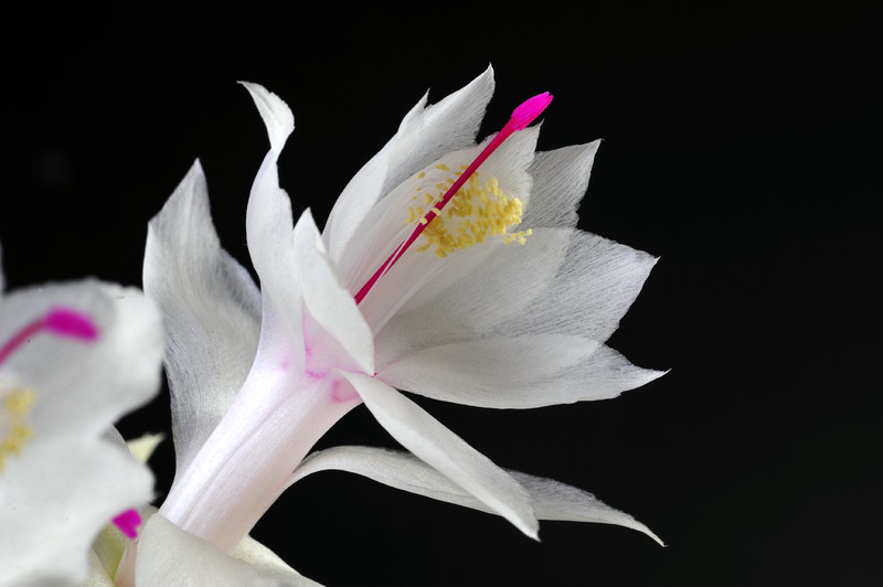 schlumbergera salvador brasil 008