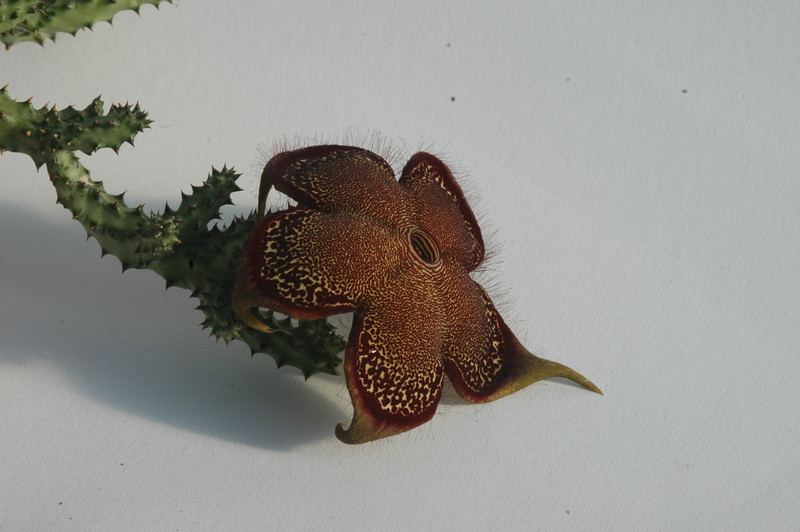 edithcolea grandis 1719