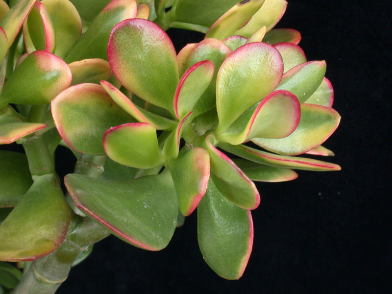 crassula portulacea summer rainbow 05
