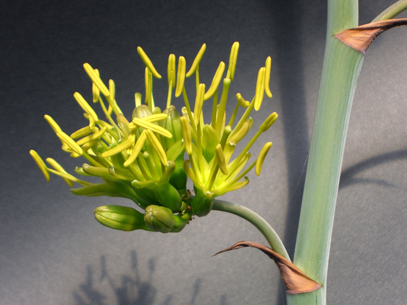 agave potatorum 1605.jpg