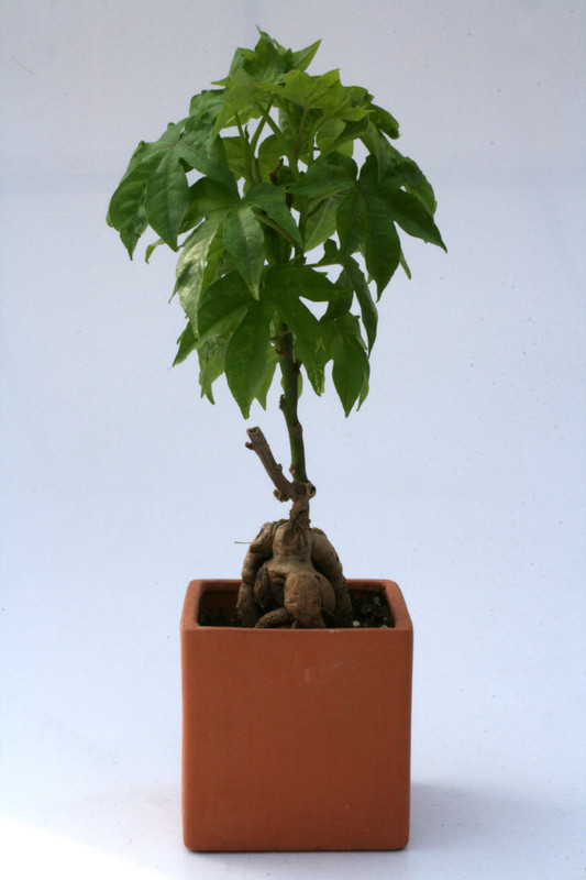 ipomea variegata sp 3479