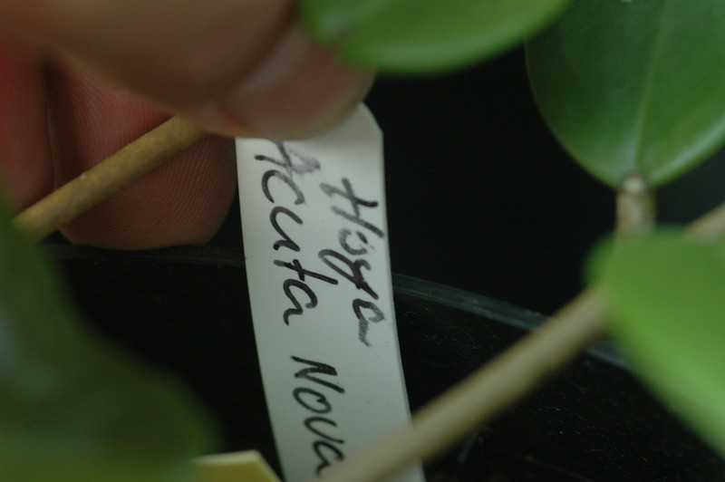 hoya acuta nova 05