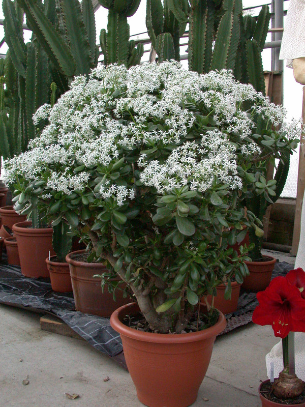 crassula ovata