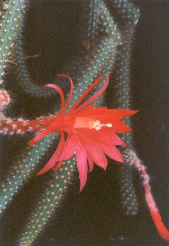 aporocactus eugen