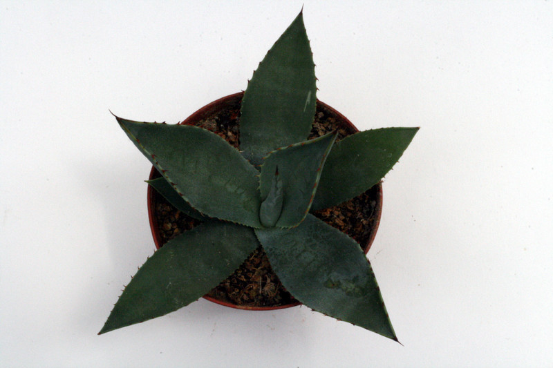 agave palmeri lz 2025 0136
