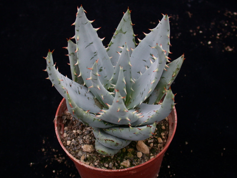aloe peglerae 02