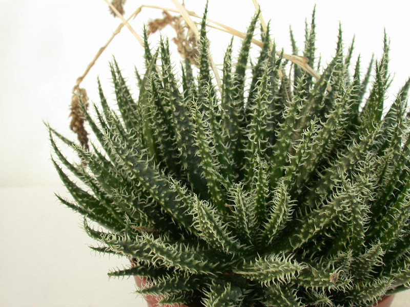 aloe haworthioides 03