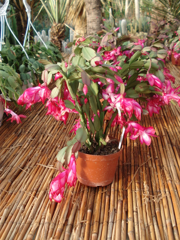 schlumbergera salza dancer 4692