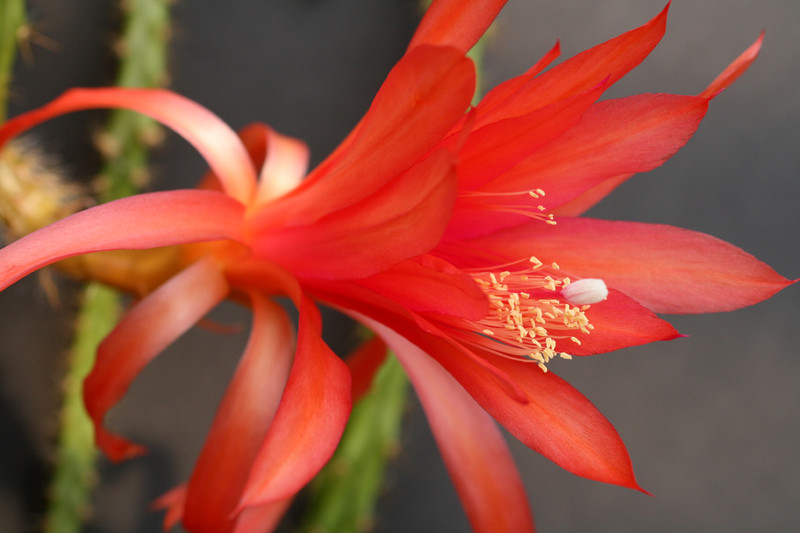 aporocactus sussex pink 0008