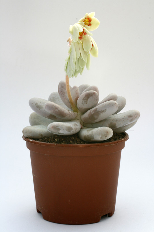 pachyphytum oviverum 7532
