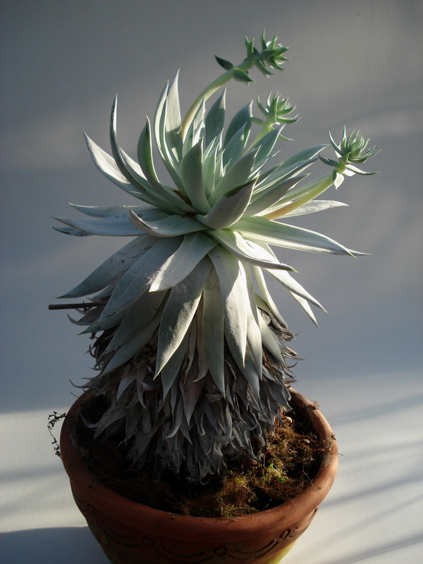dudleya brittonii 2