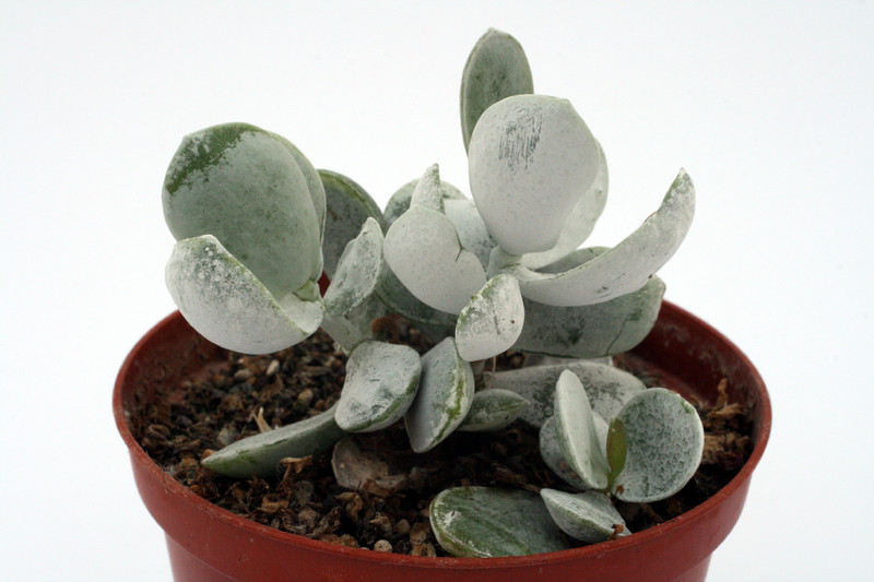 adromischus leucophyllus 0822