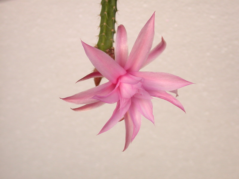 aporocactus nelly paetz 8953
