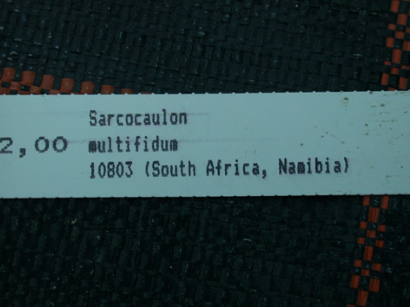 sarcocaulon multifidum es 10803 05