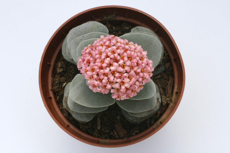 crassula morgans beauty 7711