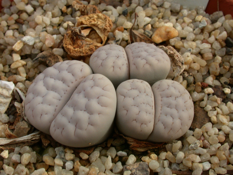 lithops gracilidelineata waldroniae c243 03