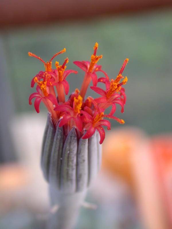 senecio sangitata oman02