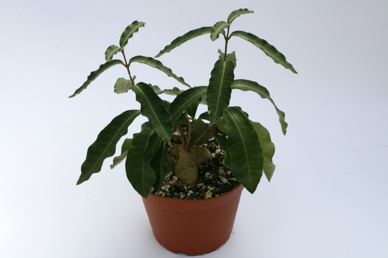 raphionacme flanaganii 1513