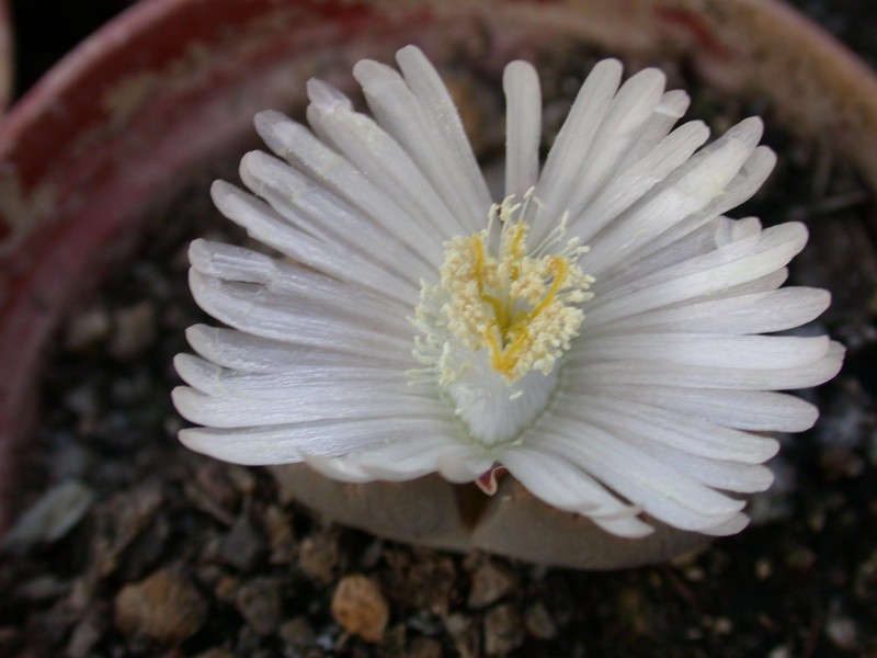 lithops villetii kennedyi01