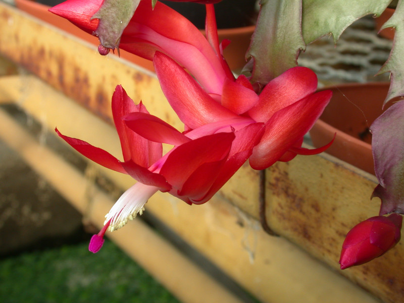 schlumbergera elfenzauber 02