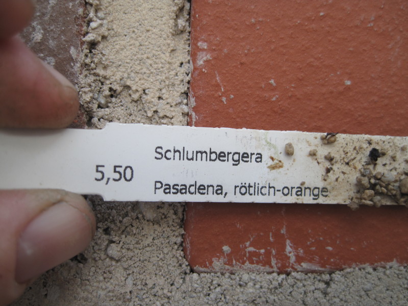 schlumbergera pasadena 7686