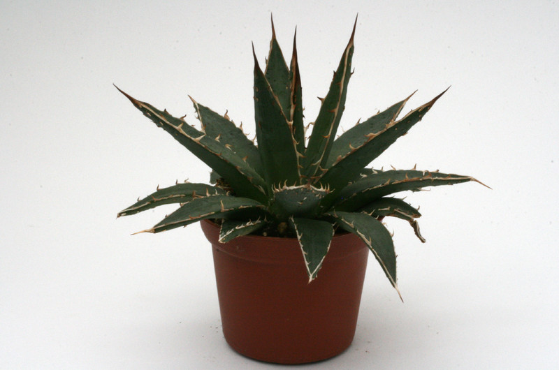 agave difformis 8802