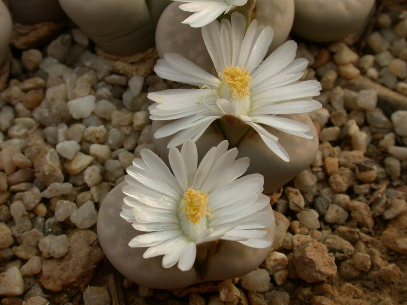 lithops julii pallid sb1344 c64 03