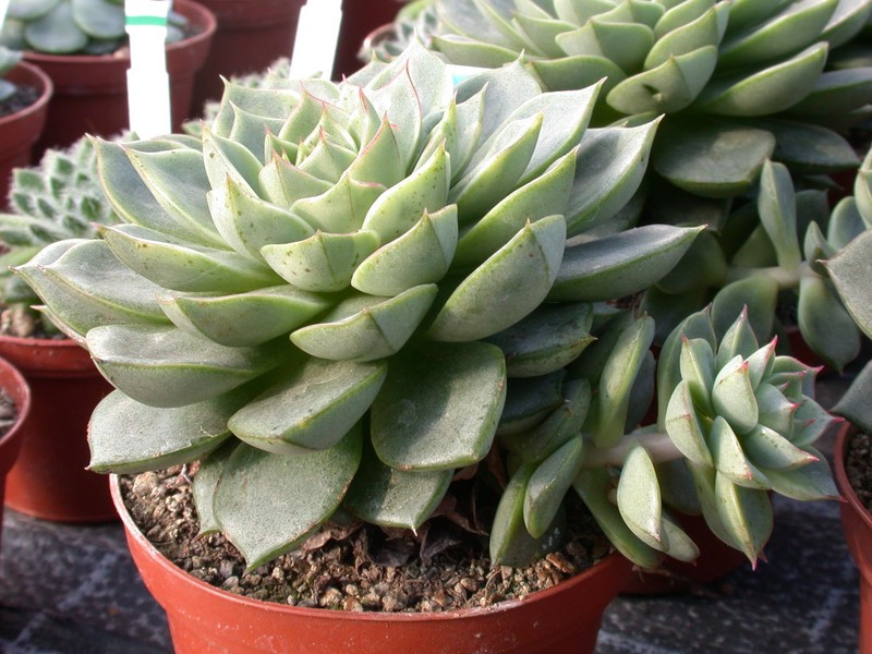 echeveria turgida