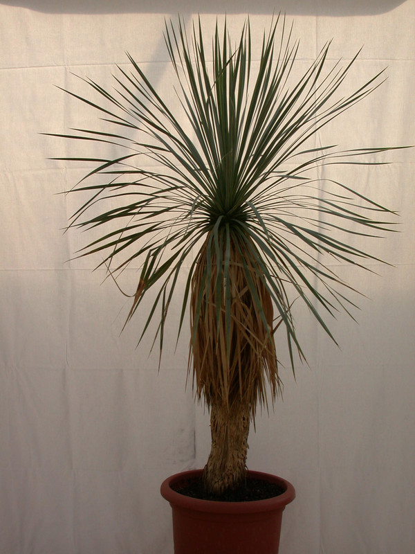 yucca rostrata 1492