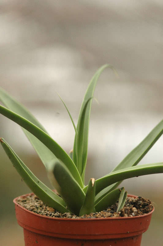 agave bracteosa 8726