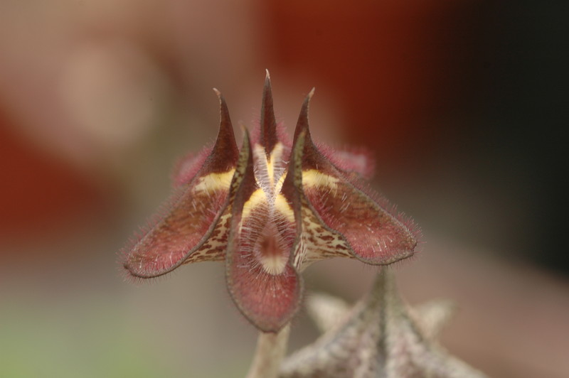 ceropegia stapeliaeformis 8760