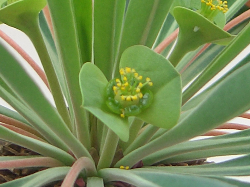 euphorbia bupleurifolia 1808