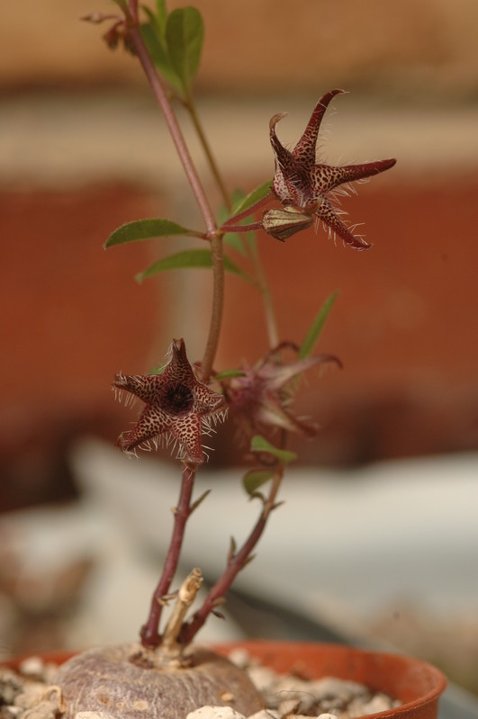 brachystelma tuberosum 1411