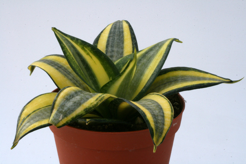 sanseveria hahnii 3492