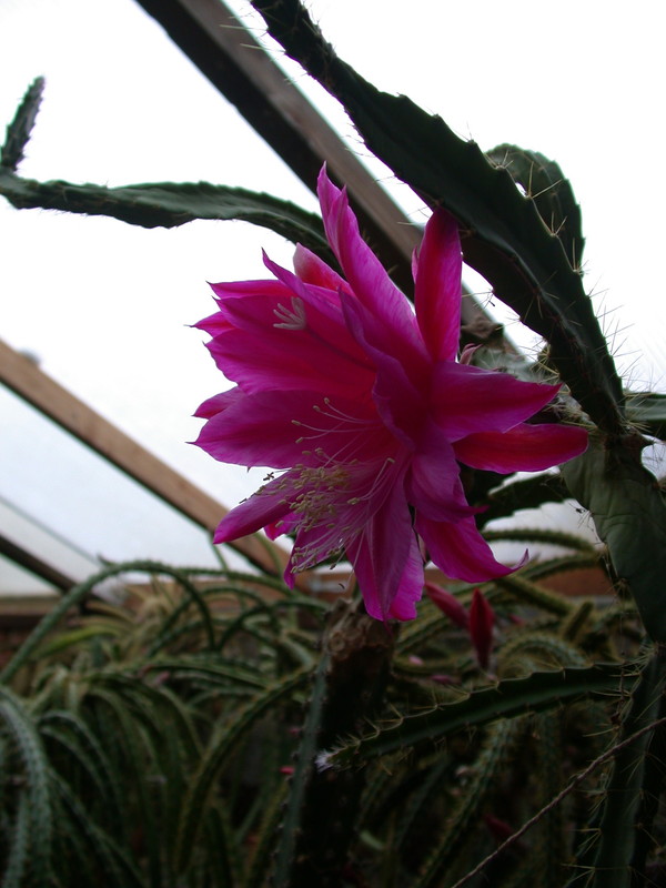 aporocactus fliedery paetz 5273