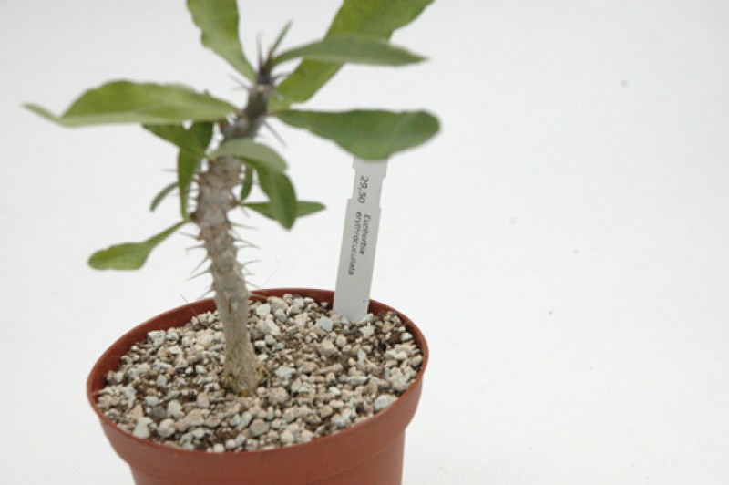 euphorbia erythrocullata 06