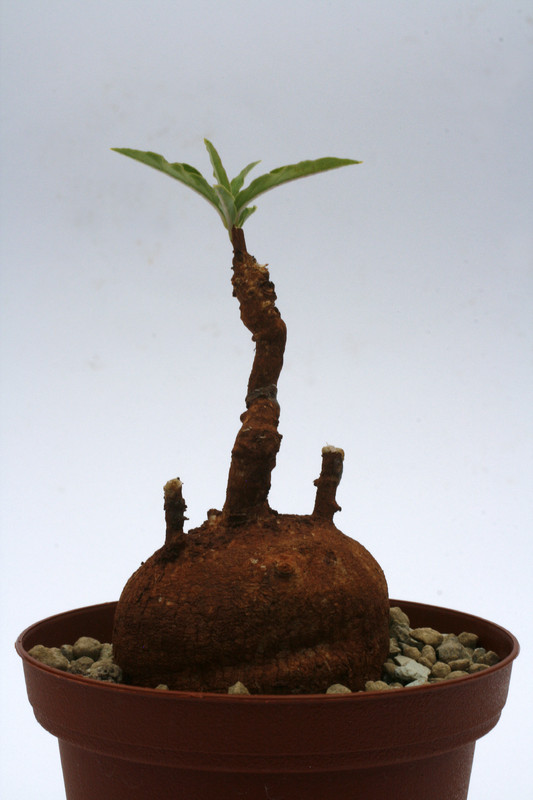 raphionacme globosa 5cm 9427