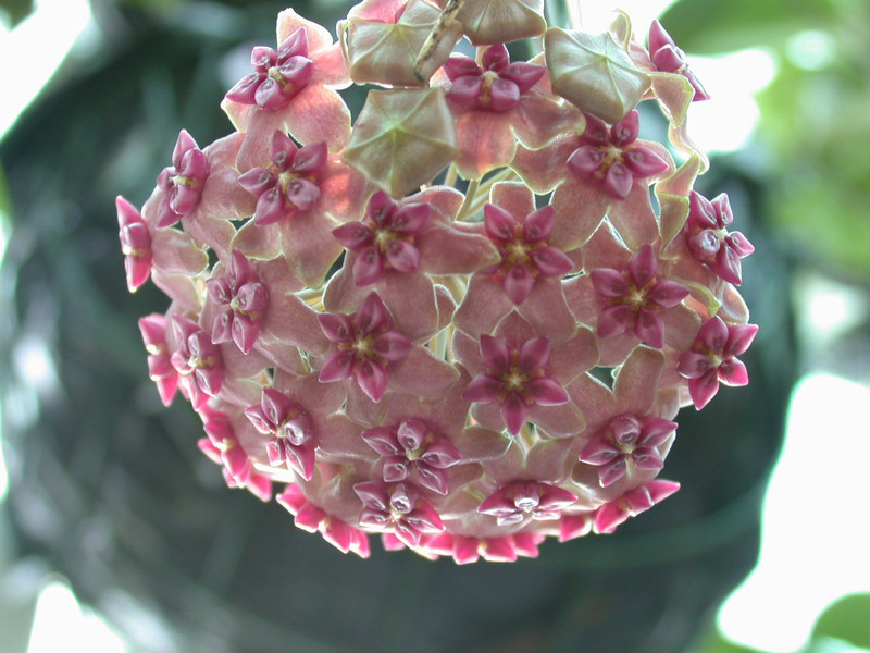 hoya purpurea fusca bali 7364 02