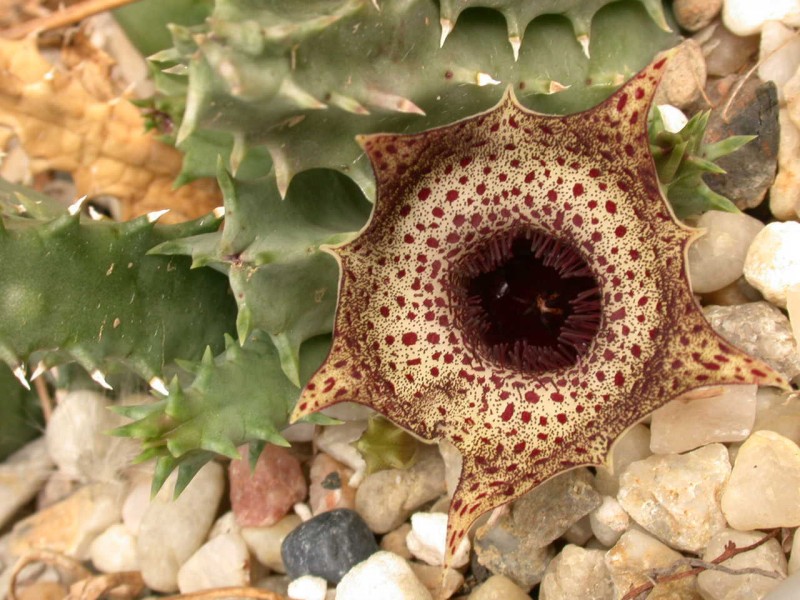 huernia campanulata 01