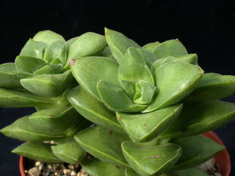 crassula springtime 01