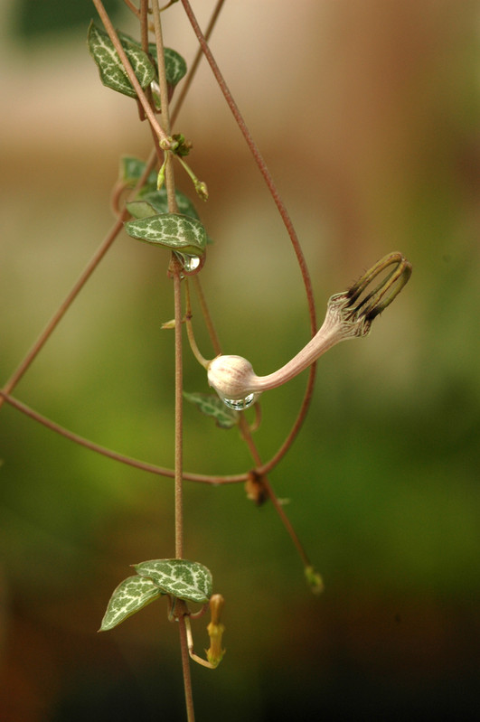 ceropegia woodii 03