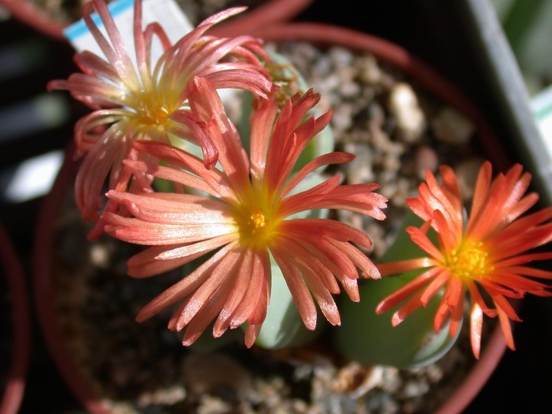 conophytum cupreiflorum3