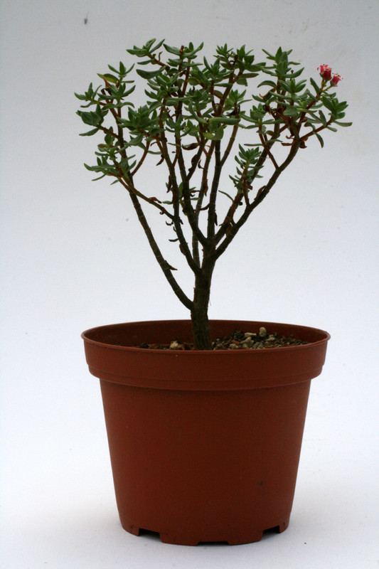 crassula sarcocaulon 0890