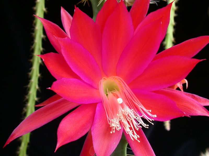 aporocactus luzifer paetz 03