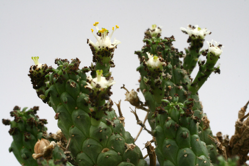 euphorbia caput medusae 9991
