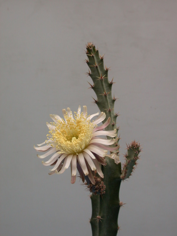 peniocereus cuixmalensis 30