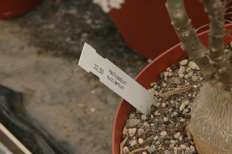 pachypodium succulentum 1137