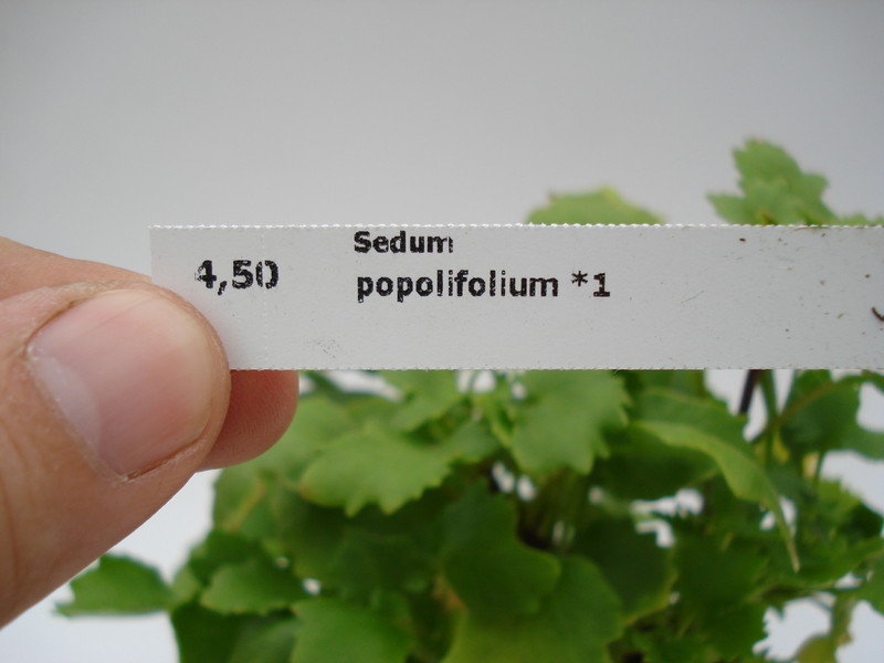 sedum popolifolium 758